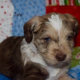 Jane - Merle female Schnoodle puppy in Sedalia, Missouri from Farmer Brown's Puppies
