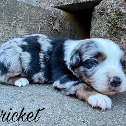 Cricket - Blue merle male Miniature Australian Shepherd puppy in Sandy Hook, Kentucky from RidgeTop Aussies