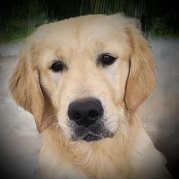 Nugget - Golden Retriever