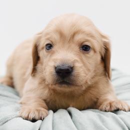 DIOR- AKC Import Lines - Cream female Dachshund puppy in Coweta, Oklahoma from Sunnyside Dachshunds