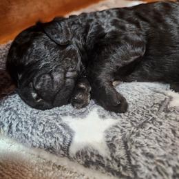 Boy 1 - Black male Poodle puppy in Stephentown, New York from Creme de la Poodle, standard poodles
