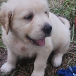 Golden Retriever Puppies from Stellar Acres Golden Retrievers