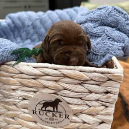 Green collar female - Chocolate female Labrador Retriever puppy in Gainesville, Georgia from Rucker Retrievers