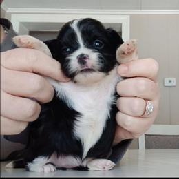 Trixy - Black and white female Shih Tzu puppy in Brodnax, Virginia from Kbsshihtzus