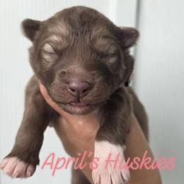 Green collar red girl - Red and white female Siberian Husky puppy in Terre Haute, Indiana from April's Huskies