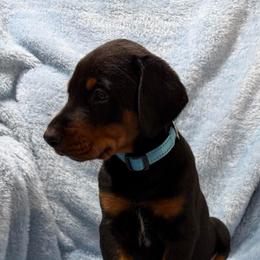 Anthony (Blue Collar) - Black and rust male Doberman Pinscher puppy in Centralia, Missouri from TopSpots Farm