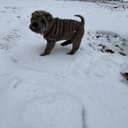 Jingle - Blue male Chinese Shar-Pei puppy in North Carolina from Amy Mahaffey's Chinese Shar-Pei