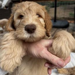 Goldendoodle Puppies from Lundee Doodles