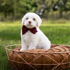 Fern - Caramel red female Australian Labradoodle puppy in Clarksville, Tennessee from Fairytale Lane Australian Labradoodles