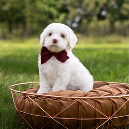 Fern - Caramel red female Australian Labradoodle puppy in Clarksville, Tennessee from Fairytale Lane Australian Labradoodles