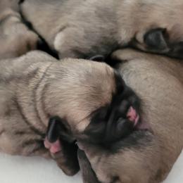 Girl 1 - Fawn female Pug puppy in Humble, Texas from Rick Barrera Pugs