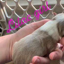 Boston Terrier Puppies from Heather's Boston Babies