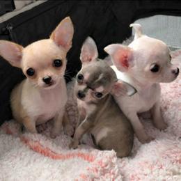 Leia - puppy on left side - Cream and white female Chihuahua puppy in Monterey County, California from Dei’s Chihuahuas