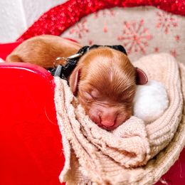 F1B Goldendoodle Coco - Red  female Goldendoodle puppy in Redding, California from Casa Delarosa Poodles & Doodles Collective