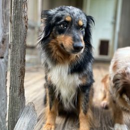 Cookie - Australian Shepherd