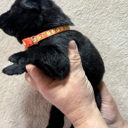 Orange Collar - Black female German Shepherd puppy in Willington, Connecticut from Wertvoll German Shepherds