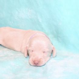 Minnie 4000 - Cream female Dachshund puppy in Coldwater, Mississippi from Mississippi Shorties Miniature Dachshunds