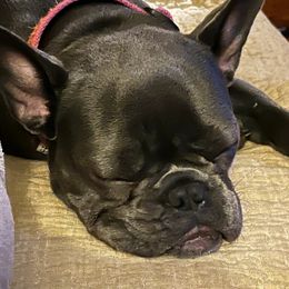 French Bulldog All Grown Up from Hogue's Family Frenchie's