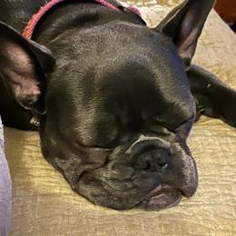 French Bulldog All Grown Up from Hogue's Family Frenchie's