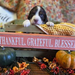 Star - Liver white and tan male English Springer Spaniel puppy in Cookeville, Tennessee from Krossroads Kennel