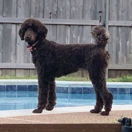Indi - Poodle