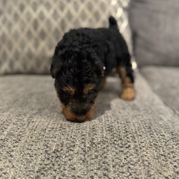 Holly- Dark Purple - Black and tan female Welsh Terrier puppy in Licking, Missouri from Bean Creek Dachshunds & Terriers