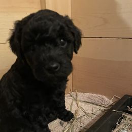 Schnoodle Puppies from RR Schnoodles