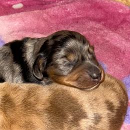 Black tan dapple male - Dapple male Dachshund puppy in Bismarck, Missouri from Kalua's Doxies