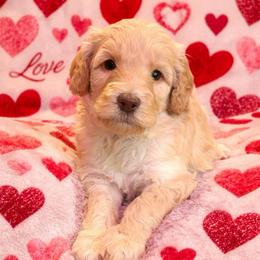 Carolina - Cream female Aussiedoodle puppy in High Point, North Carolina from Kingsfield Doodles