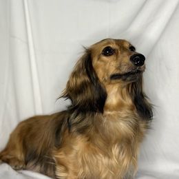 Buffy - Dachshund