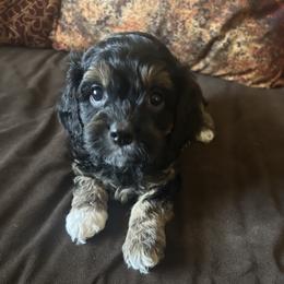 Blue Collar - Black, brown and white markings - Tri-color male Cavapoo puppy in Tempe, Arizona from Springerdoodles Plus AZ