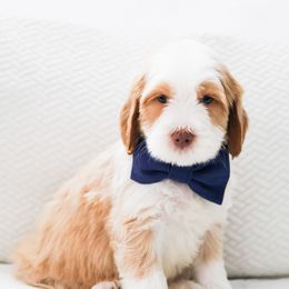 Pluto - Caramel male Australian Labradoodle puppy in Diamond Bar, California from Furrytaildoodles