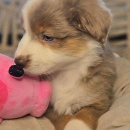 Cali - Red merle female Miniature Australian Shepherd puppy in Lincoln, California from Elegant Aussies