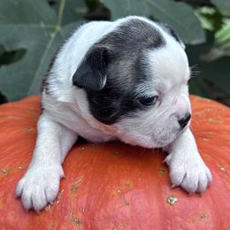 Jason - Brindle and white male Boston Terrier puppy in Lexington, South Carolina from Velveteen Bostons