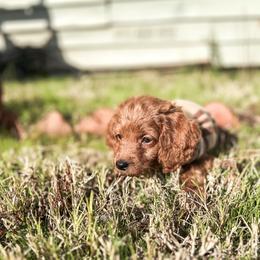 F1B Goldendoodle Tulip - Red  female Goldendoodle puppy in Redding, California from Casa Delarosa Collective Poodles & Doodles