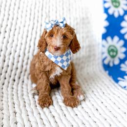 Solara - Red  female Goldendoodle puppy in Springville, Utah from Happy Doodle