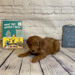 Goldendoodle and Poodle Puppies from Partridge Doodles and Poodles