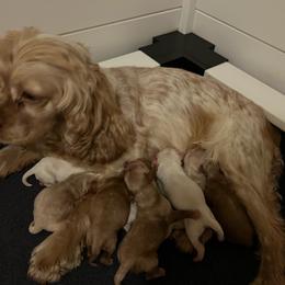 Darling - Red female Cockapoo puppy in Mocksville, North Carolina from Little Bear Doodles