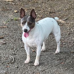 Bluebell - Teddy Roosevelt Terrier