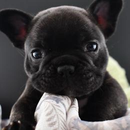 Miss Martini - Brindle female French Bulldog puppy in Vancouver, Washington from Leash Candy Frenchies