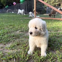 Indus (light blue-gray collar) - White female Maremma Sheepdog puppy in Kalamazoo, Michigan from Wild at Farm