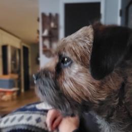 Ruger - Border Terrier