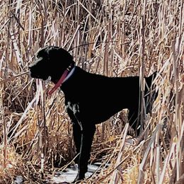 Ollie - German Shorthaired Pointer