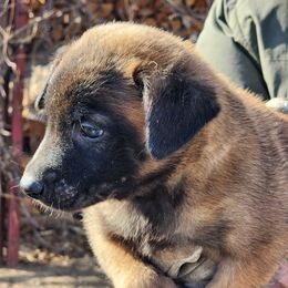 Belgian Malinois Puppies from Keith's Belgian Malinois