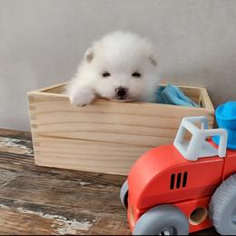 Avalanche - White male Pomeranian puppy in New Salem, North Dakota from Fancy Paws Pomeranians