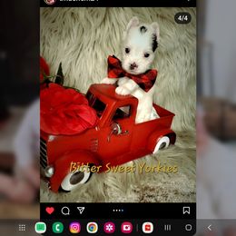 Yorkshire Terrier Puppies from Glitter And Glitz Yorkies