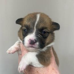 MO-F02 - Red female Pembroke Welsh Corgi puppy in Stockton, Iowa from Infinity Corgis