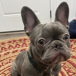 French Bulldogs from Gibson Acres