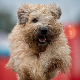 Soft Coated Wheaten Terriers from Kajun Wheaten Terriers