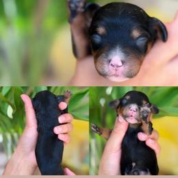 June - Tri-color male Cavapoo puppy in Yuciapa, California from AlltheDoodlez_
